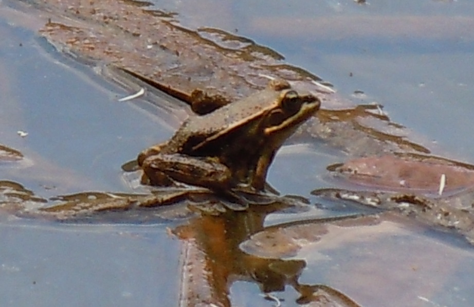 Tutte rane verdi? S, Pelophylax sp. (prov. Napoli)